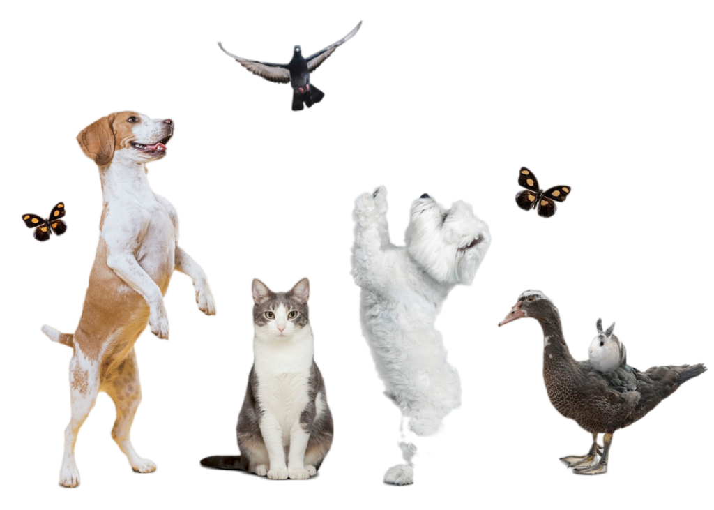 Νεκροταφείο Ζώων_Σχετικά με 'μας