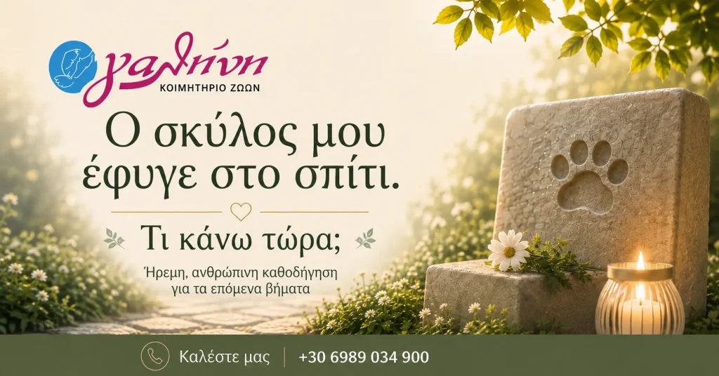 Καθοδήγηση όταν ο σκύλος πεθάνει στο σπίτι – PetGalini Θεσσαλονίκη